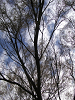 s_A_PICT0328_thumb.png